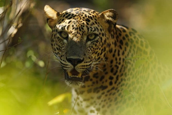 Anuradhapura: Full-Day Wilpattu National Park Private Safari - Key Points