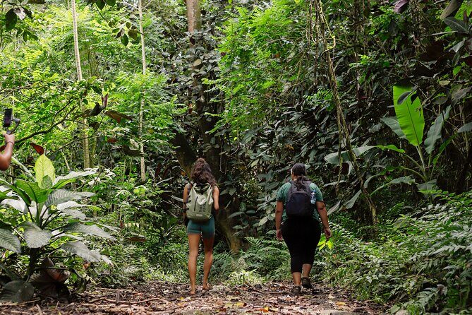AOA Polynesian Forests - Hiking Sanctuary Biodiversity Tahiti - An In-Depth Look at the Tahiti Polynesian Forests Tour