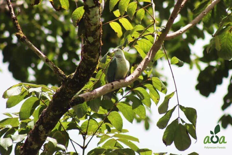 AOA Polynesian Forests - Tahiti Biodiversity Sanctuary Hike - Discovering Tahiti’s Unique Ecosystem
