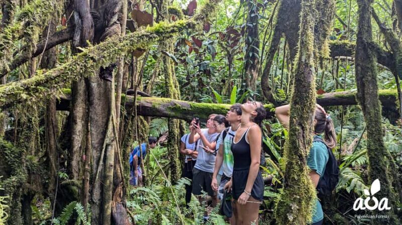 AOA Polynesian Forests - Tahiti Biodiversity Sanctuary Hike - Practical Details and What to Bring