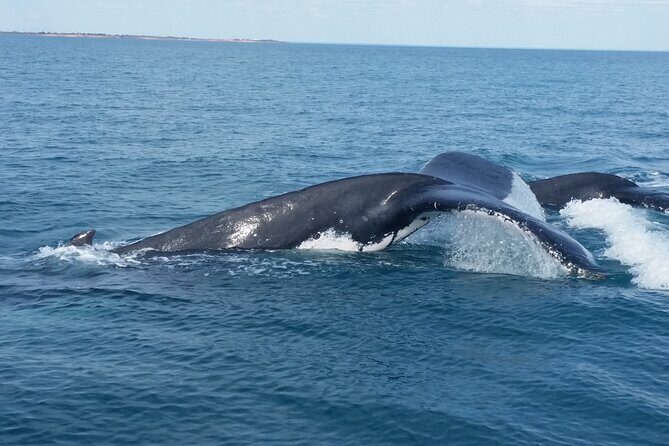 AOC Whale Watching from Broome - A Detailed Look at the Tour Experience