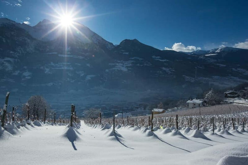 Aosta Valley: Visit and wine tasting at the Grosjean winery - Key Points