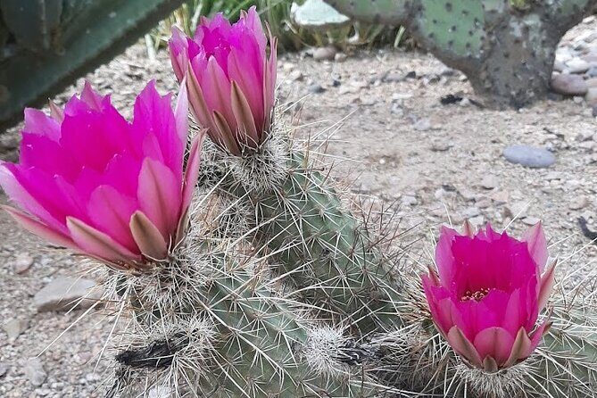 Apache Trail Private Half-Day Tour - What’s Included and What to Consider