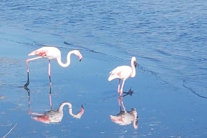 Apelisetta tuk tuk: 2 hours tour of Cagliari - The Sum Up: Who Is This Tour Best For?