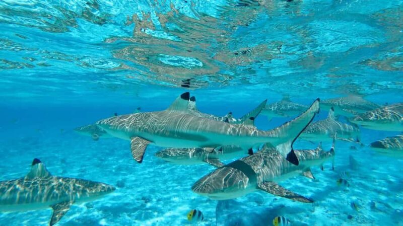 Apetahi day trip around Raiatea on a modern outrigger canoe - Who Will Love This Tour?