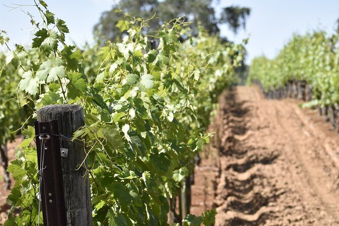 Apple Hill Wine Tasting Tours And Placerville wine tasting tours - A Closer Look at What to Expect from the Tour