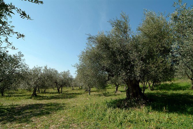 Apprentice Olive Oil taster for a day! - A Close Look at the Experience