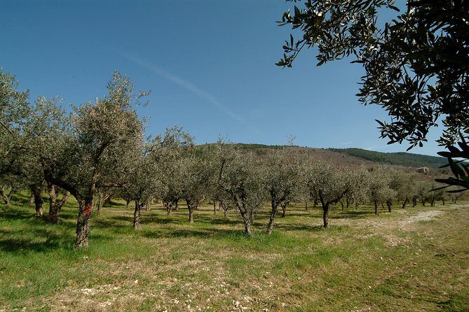Apprentice Olive Oil taster for a day! - FAQs