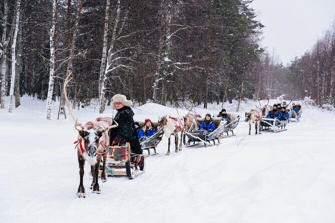 Apukka Reindeer Journey - The Experience in Detail