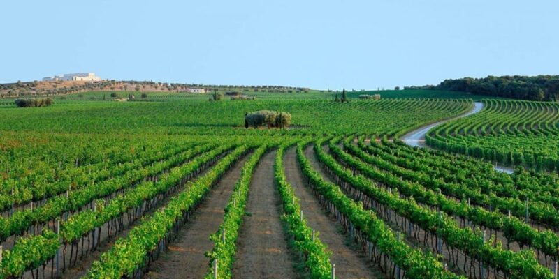 Apulia: Guided Vineyard Tour with Wine Tasting - Discovering Apulia’s Vineyards: A Deep Dive Into the Experience