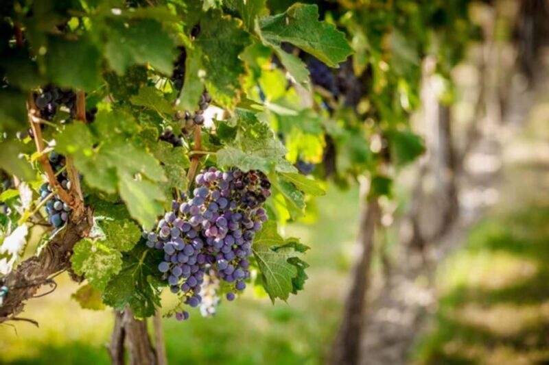 Apulia: Guided Vineyard Tour with Wine Tasting - The Sum Up