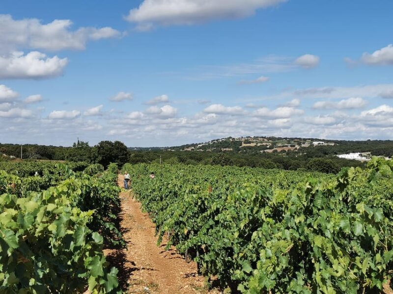 Apulia: Guided Wine Tasting with Local Appetizers - What to Expect from the Wine Tasting Experience