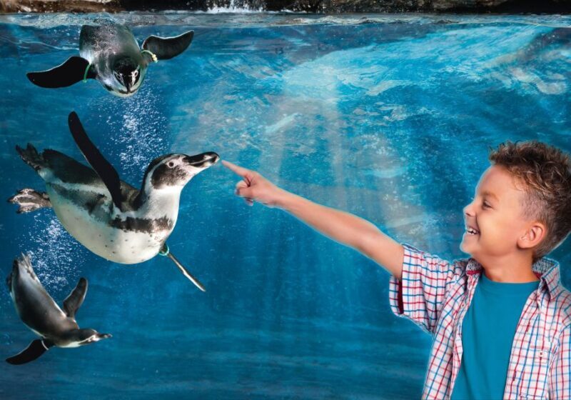 Aquarium of Cattolica Entry Ticket - Exploring the Aquarium of Cattolica: An In-Depth Review