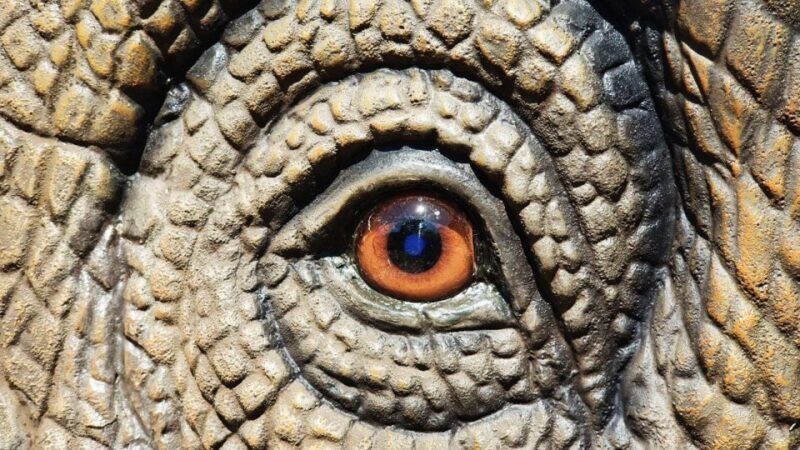 Aquarium of Cattolica Entry Ticket - Assessing Value for Money