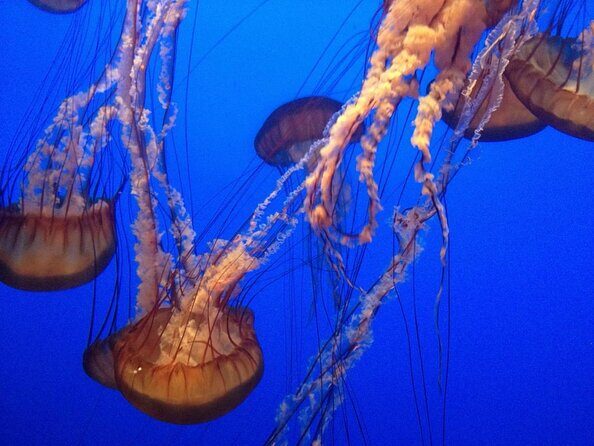 Aquarium of the Bay VIP Experience - Key Points