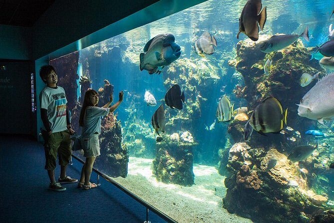 Aquarium Package in Nouméa's with Admission with Hop-on Hop-Off - An Up-Close Look at the Aquarium des Lagons