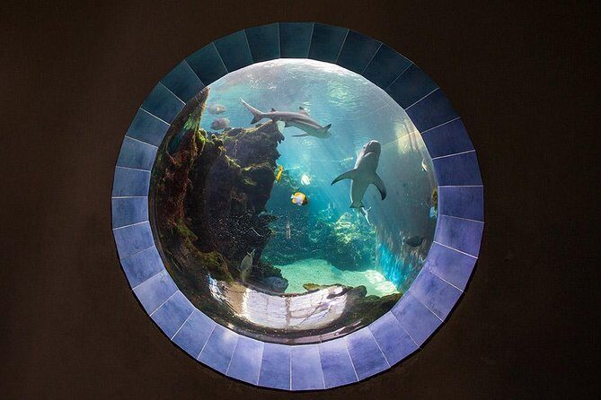 Aquarium Package in Nouméa's with Admission with Hop-on Hop-Off - The Aquarium Experience