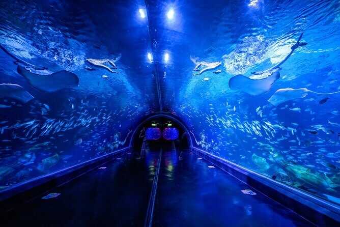 Aquarium Phuket and AR Trick Eye Museum Combo Tickets - Key Points