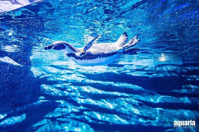 Aquarium Phuket and AR Trick Eye Museum Combo Tickets - A Deep Dive into the Experience