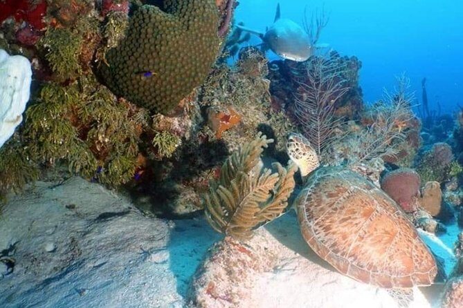 Aquatic Wonderland: Discover Meso's Magic" - The Itinerary in Detail