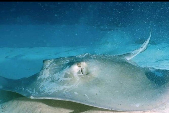 Aquatic Wonderland: Discover Meso's Magic" - Who Should Consider This Tour?