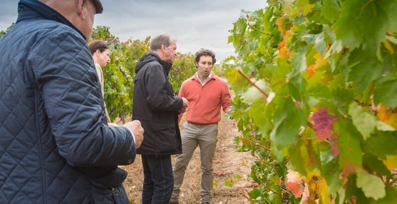 Aranda de Duero: Martín Berdugo Winery - Tour and Tasting - A Closer Look at the Tour Experience