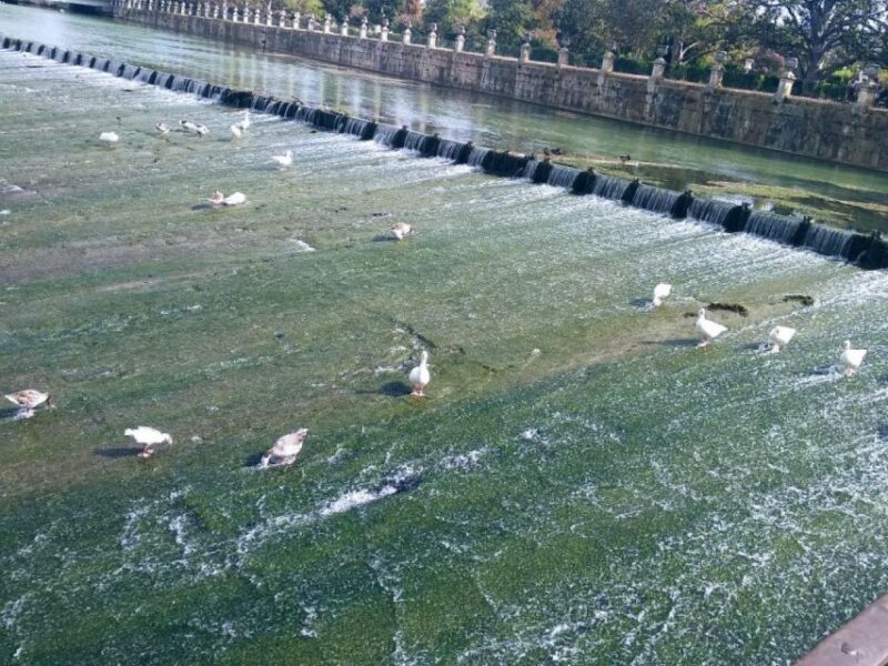 Aranjuez: City and Gardens Guided Walking Tour - The Value of the Experience