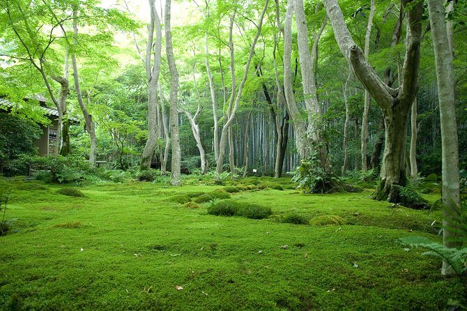 Arashiyama Bamboo Forest E-Biking Tour - Who Will Enjoy This Tour?
