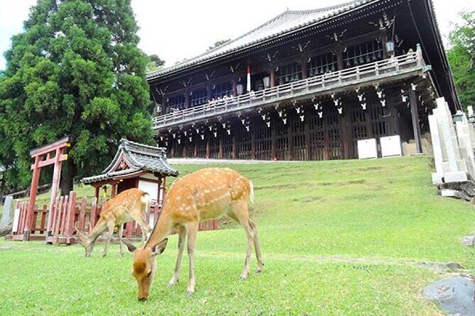 Arashiyama, Yasaka Shrine, Hanamikoji Todaiji Day Tour From Osaka - Practical Considerations and Value