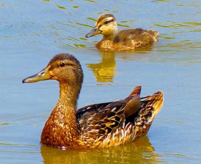 Arcata Wildlife Sanctuary: A Wildlife Walk Along Arcata Bay - Key Points