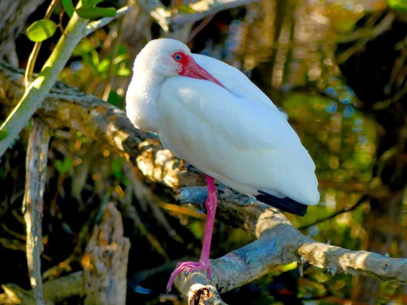 Arcata Wildlife Sanctuary: A Wildlife Walk Along Arcata Bay - FAQs