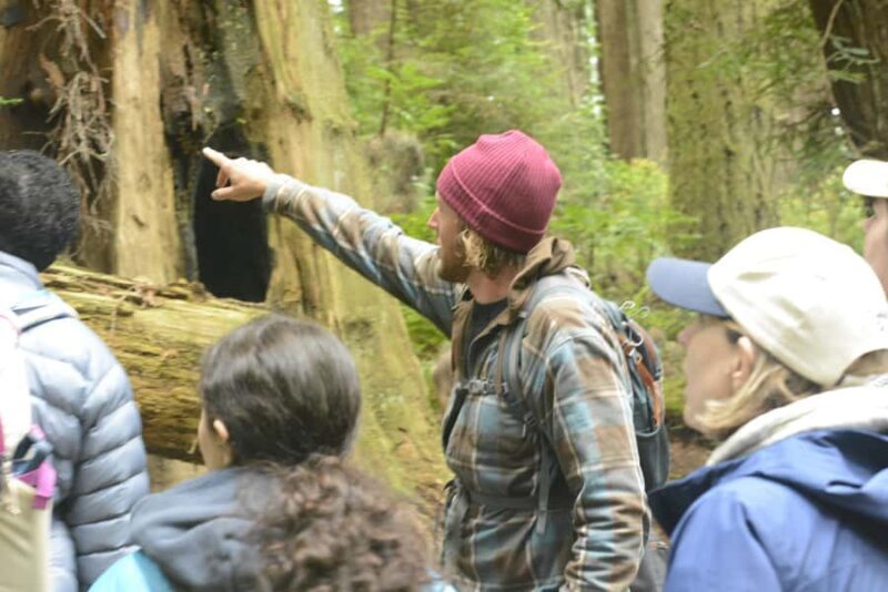 Arcata's Redwood Forest: Hike Through the Emerald Canopy - Authentic Experiences and Genuine Value