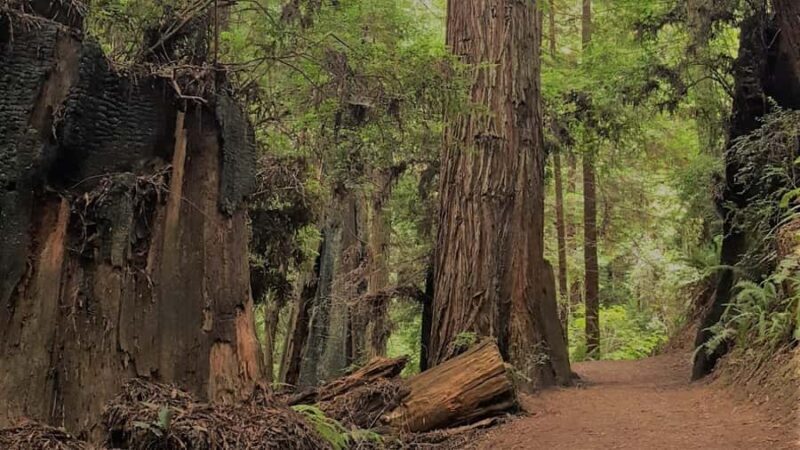 Arcata's Redwood Forest: Hike Through the Emerald Canopy - Who Should Consider This Tour?