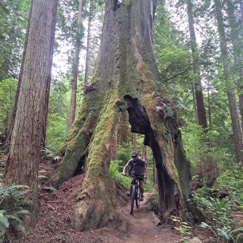 Arcata's Redwood Forest: Hike Through the Emerald Canopy - Frequently Asked Questions