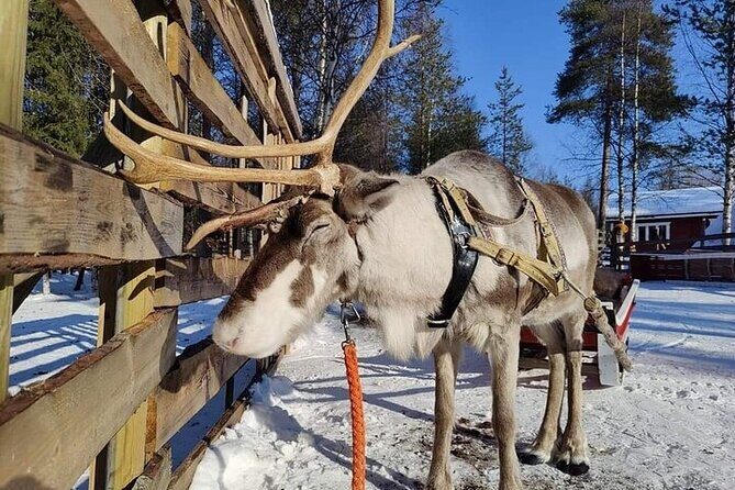Arctic Animals Adventure with Lunch Buffet - Introduction