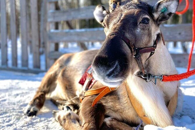 Arctic Animals Adventure with Lunch Buffet - A Detailed Look at the Arctic Animals Adventure