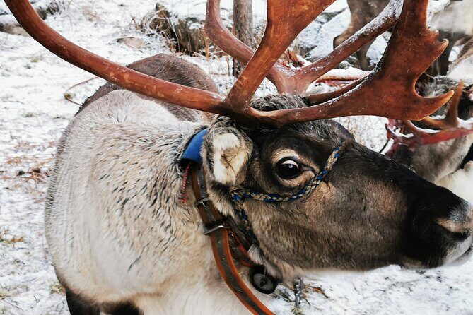 Arctic Animals Adventure with Lunch Buffet - Final Thoughts