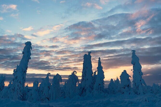 Arctic Circle Day Tour Adventure - The Itinerary: What You Can Expect from Start to Finish