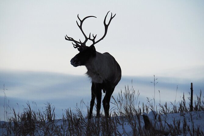 Arctic Day: Yukon Wildlife Half Day Viewing Tour - Who Should Book This Tour?
