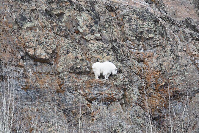 Arctic Day: Yukon Wildlife Half Day Viewing Tour - FAQ