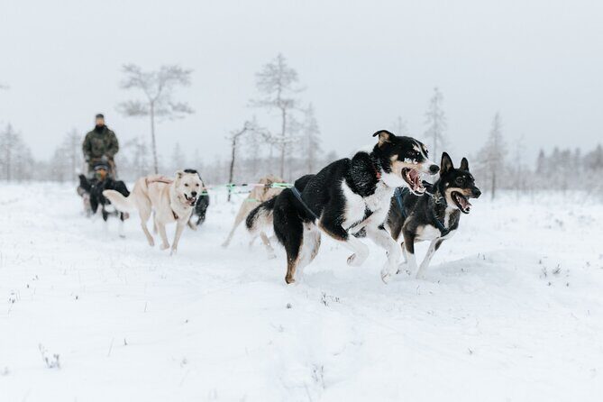 Arctic Huskies and Reindeers Fun in Rovaniemi - Transportation & Group Size