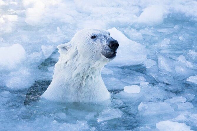 Arctic Polar Bear Adventure Afternoon Trip - Discovering Arctic Wildlife at Ranua Wild Zoo
