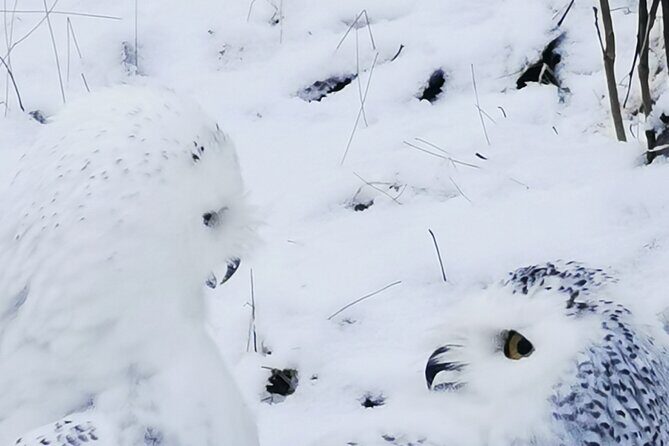 Arctic Polar Bear Adventure Afternoon Trip - Frequently Asked Questions
