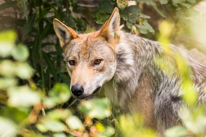 Arctic Polar Bear Adventure with Lunch in Rovaniemi! - The Sum Up