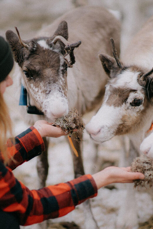 Arctic Reindeer Farm Experience with Snowshoeing in the Wild - Final Thoughts: Who Will Love This Tour?