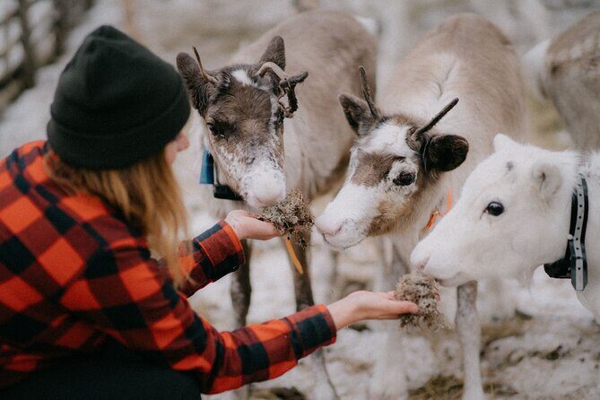 Arctic Reindeer Farm Experience with Snowshoeing in the Wild - Arctic Reindeer Farm Experience with Snowshoeing in the Wild — A Truly Authentic Lapland Escape