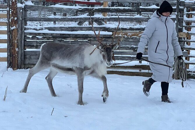Arctic Reindeer Farm Experience with Snowshoeing in the Wild - Key Points