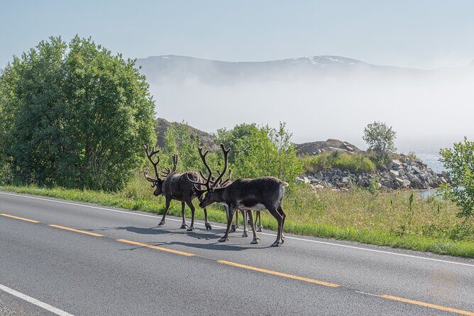 Arctic Roadtrip: fjords with scenic picnic | Sightseeing - FAQ