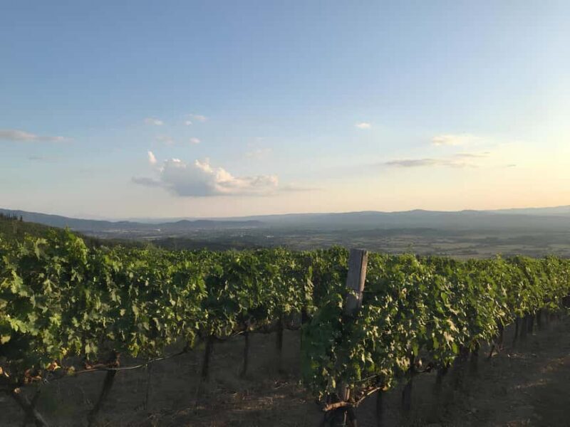 Arezzo: Tuscan Vineyard Picnic with Wine and Local Food - Key Points