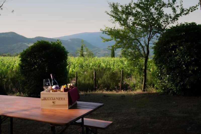 Arezzo: Tuscan Vineyard Picnic with Wine and Local Food - The Experience and Its Atmosphere